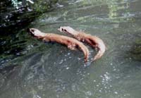 Otter am Teich